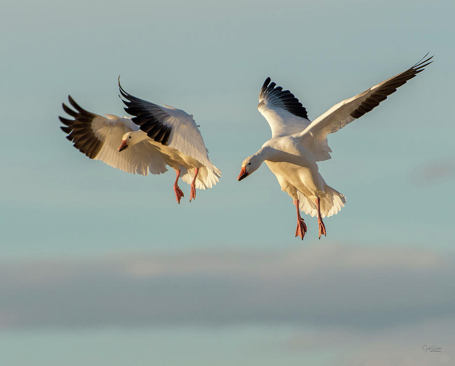 Snow Geese Landing Photograph by Judi Dressler