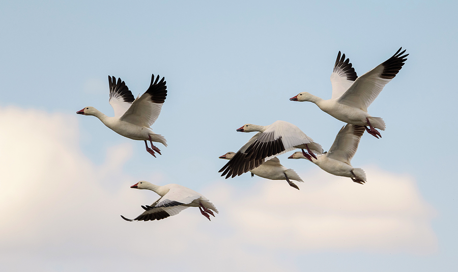 Snow Geese Photograph by Loree Johnson
