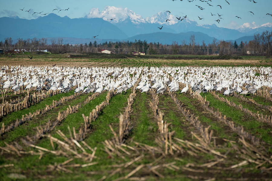 Snow Geese Marching Photograph by Tom Cochran