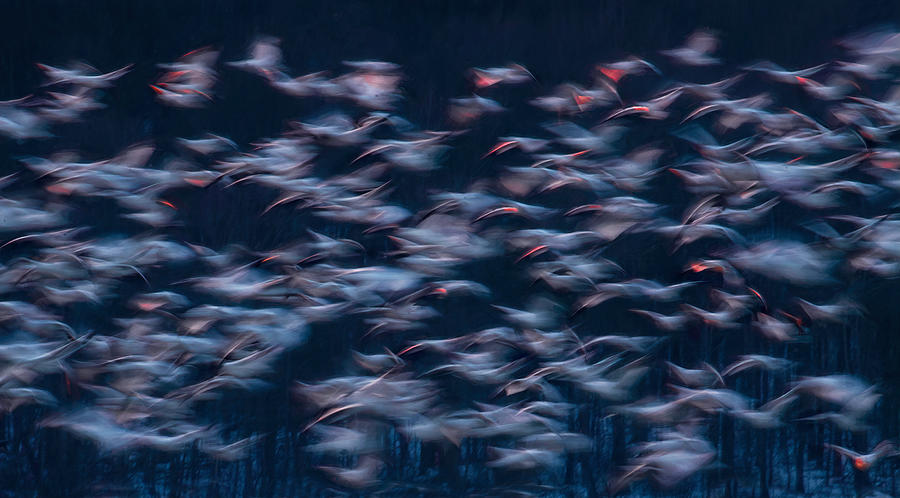 Snow Geese Migrating Photograph by Catherine W.