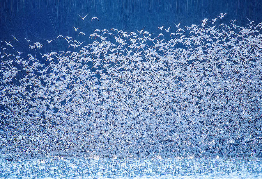 Snow Geese Migration Photograph by Catherine W.