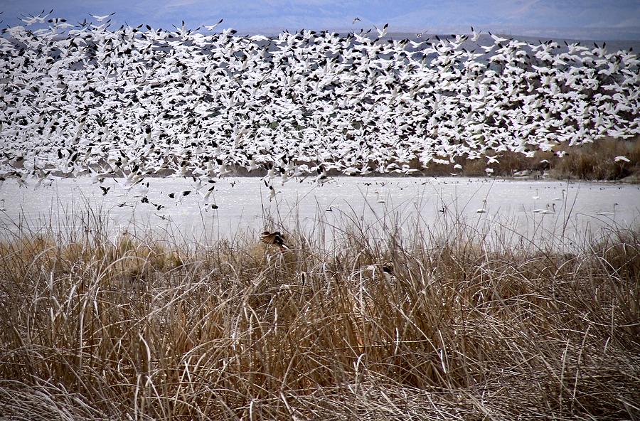 Snow Geese Migration by Ed Riche Snow Geese Migration by Ed Riche