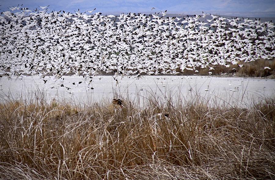 Snow Geese Migration Photograph by Ed Riche