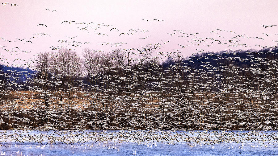 Snow Geese Migration Photograph by Mei Yong