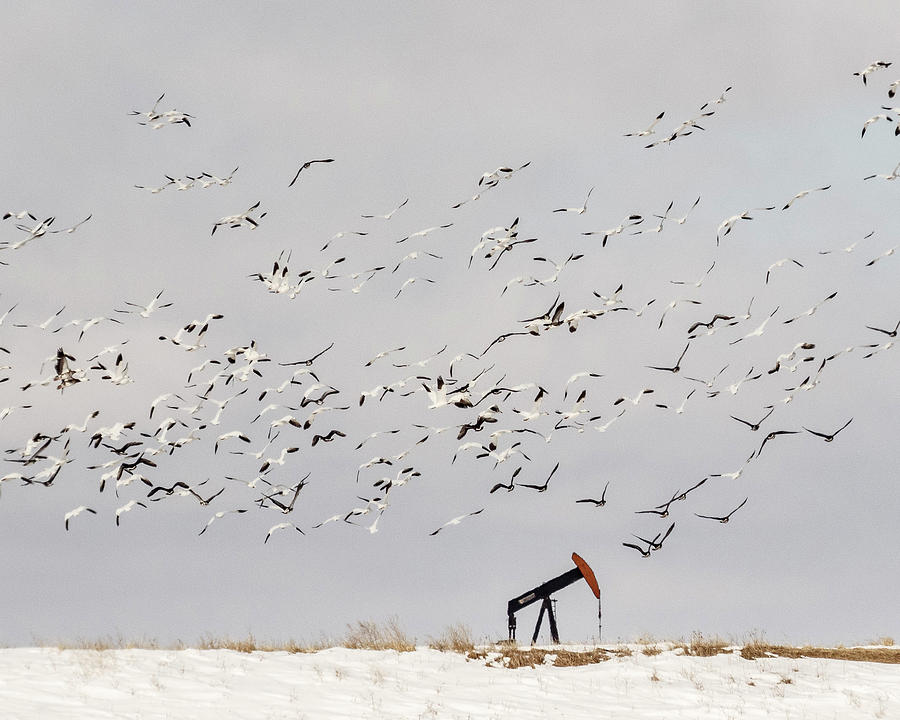 Snow Geese over Oil Pump 01 Photograph by Rob Graham