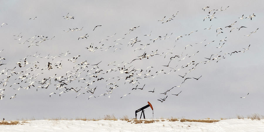 Snow Geese over Oil Pump 02 Photograph by Rob Graham