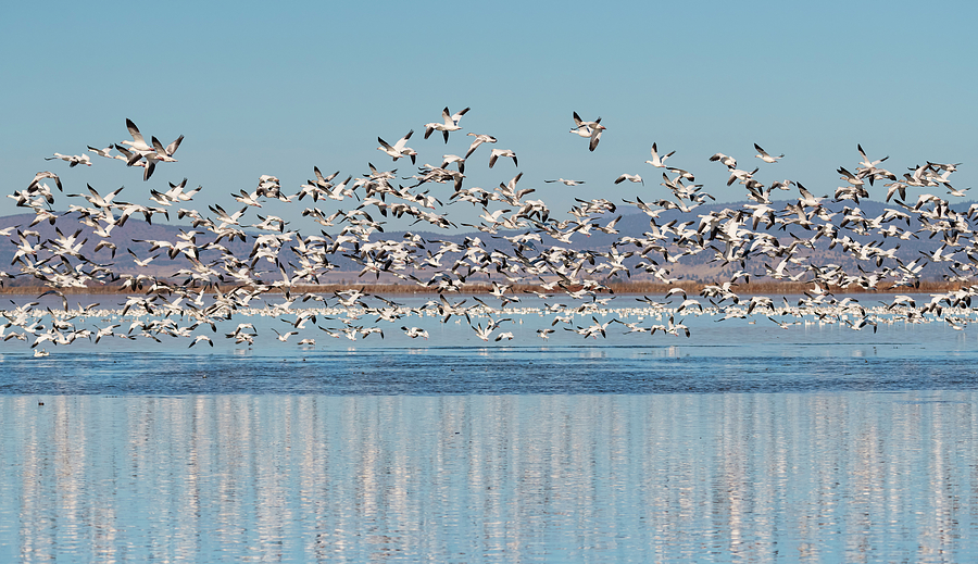 Snow Geese Reflecting Photograph by Loree Johnson