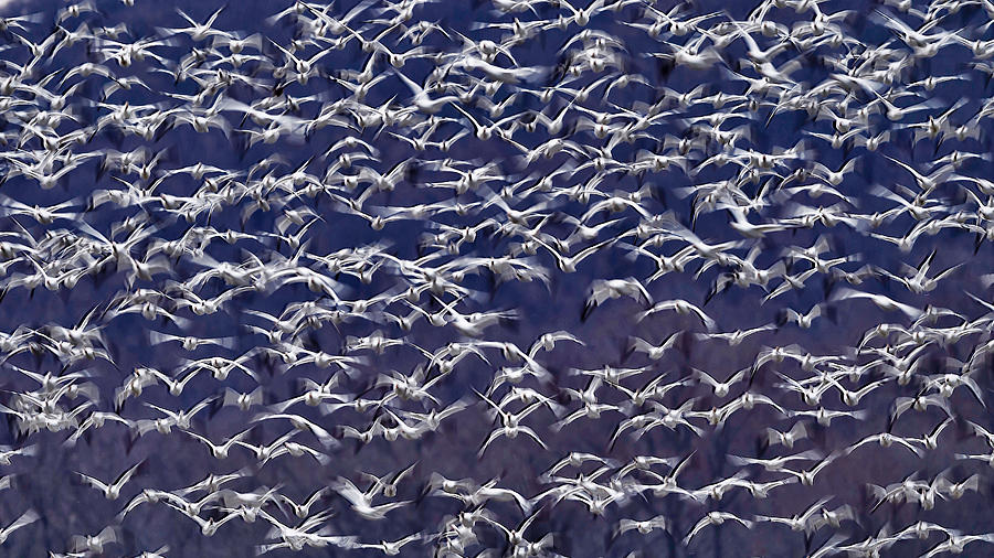 Snow Geese Photograph by Tao Huang