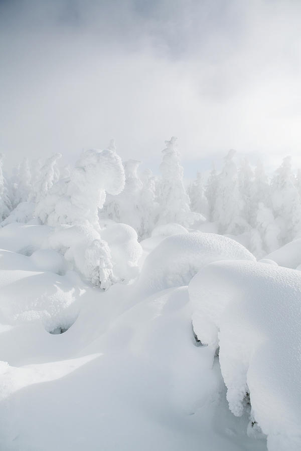 Snow Ghosts Photograph by Georgepeters