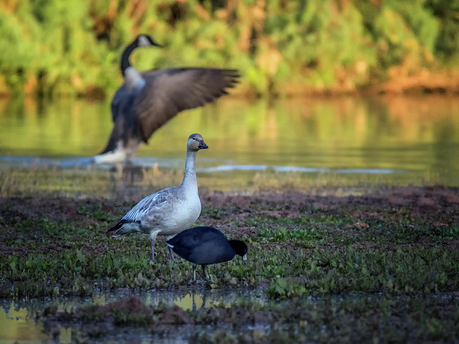 Snow Goose, Canada Goose and Coot 0131-111618-1 Photograph by Tam Ryan