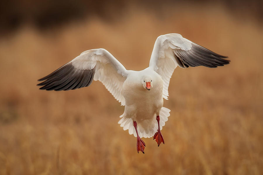 Snow Goose Landing Photograph by Betty Wiley