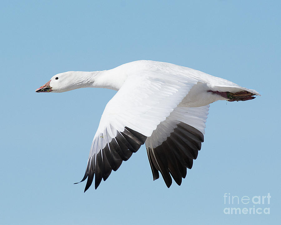 Snow Goose on the Wing Photograph by Dennis Hammer