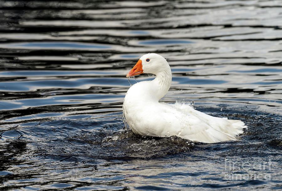 Snow goose swimming Photograph by Sam Rino