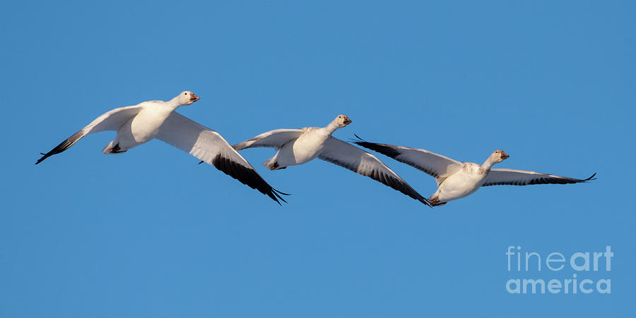 Snow Goose Trio by Mike Dawson Snow Goose Trio by Mike Dawson