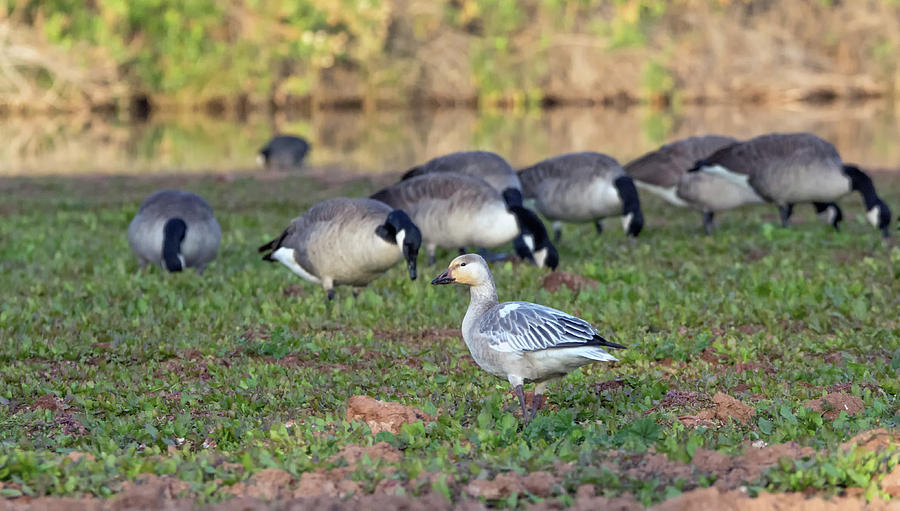 Snow Goose with Canada Geese 1167-111818-1cr Photograph by Tam Ryan