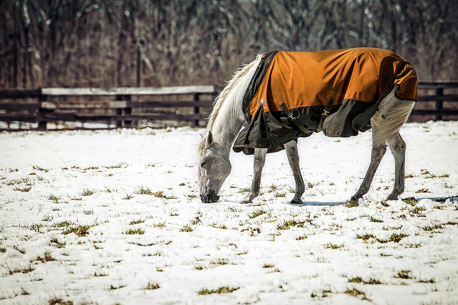Snow Grazing 3 Photograph by Bill Chizek