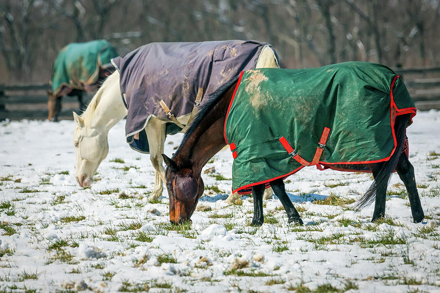 Snow Grazing Photograph by Bill Chizek