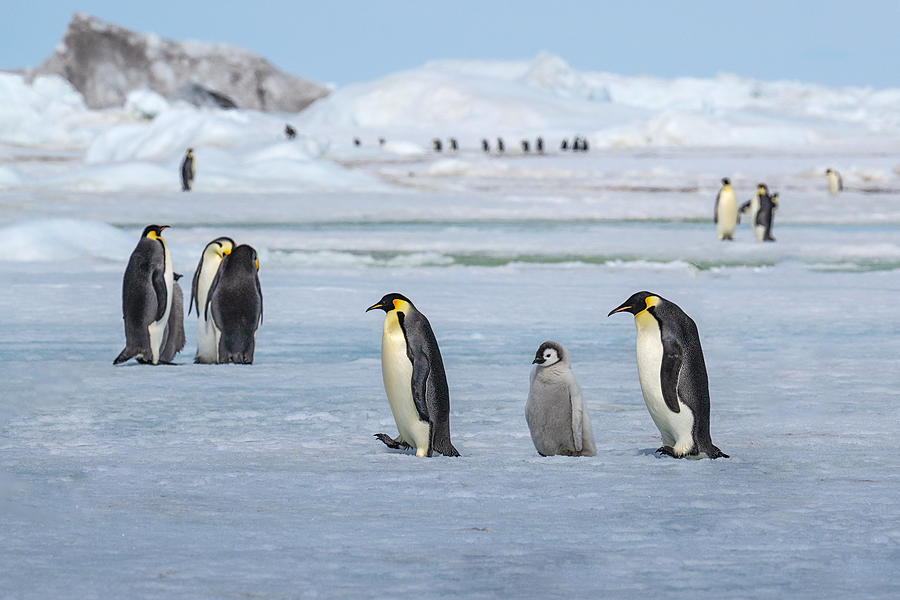 Penguin Photograph - Snow Hill Scenery by Siyu And Wei Photography