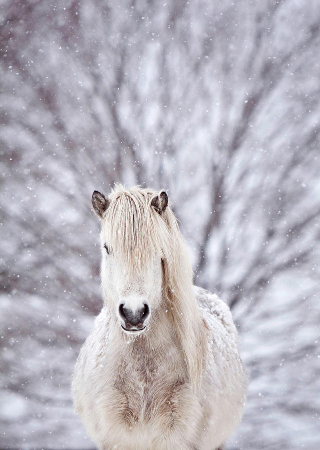 Snow Horse Photograph by Gigja Einarsdottir Snow Horse Photograph by Gigja Einarsdottir