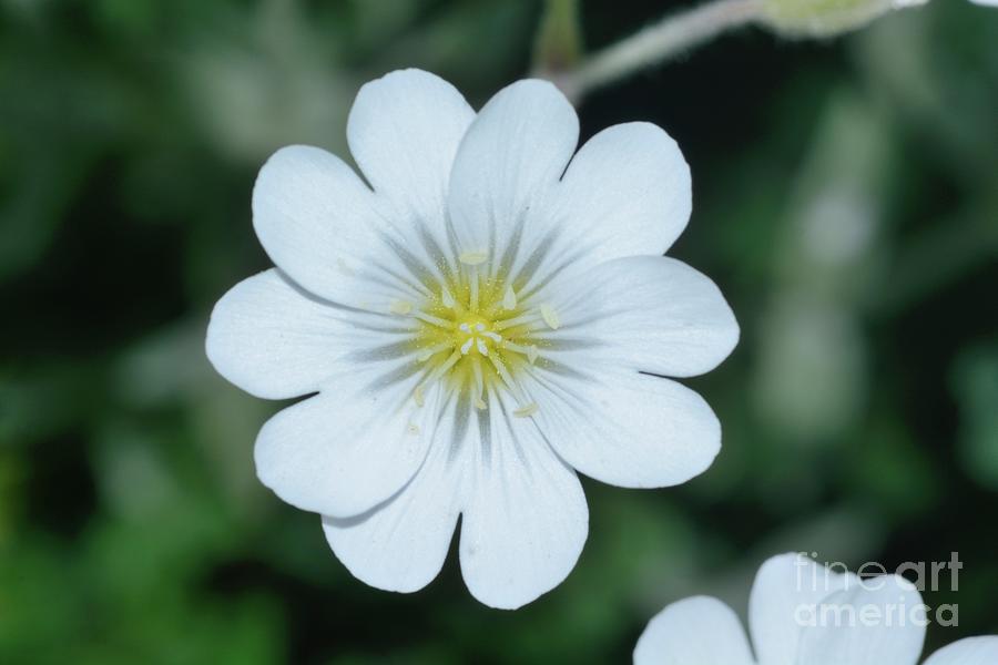 Snow In Summer Flower by Bruno Petriglia/science Photo Library