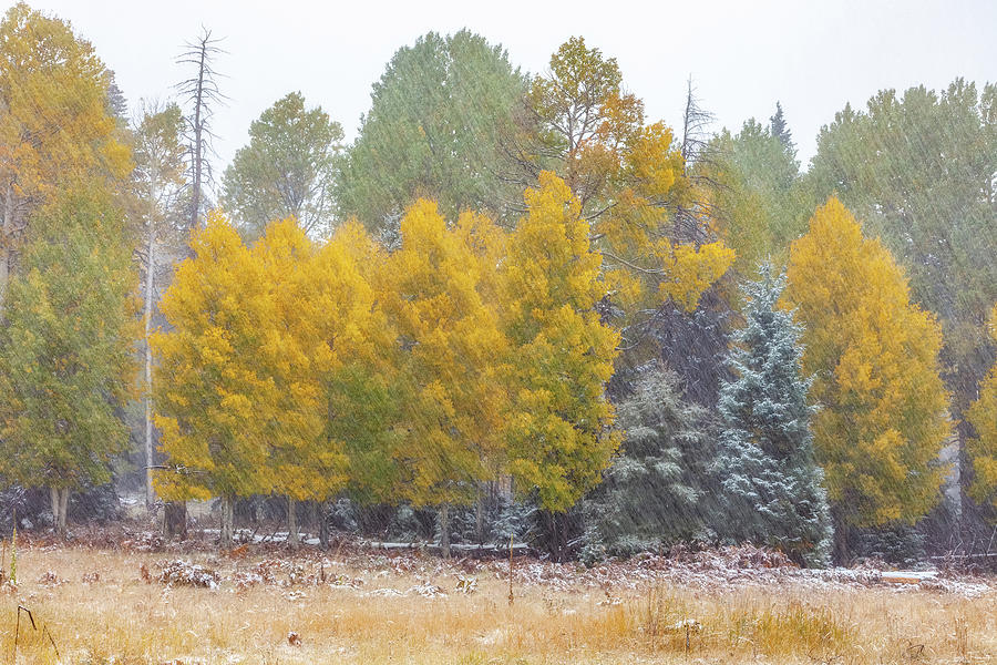 Snow in Technicolor by Rick Furmanek Snow in Technicolor by Rick Furmanek