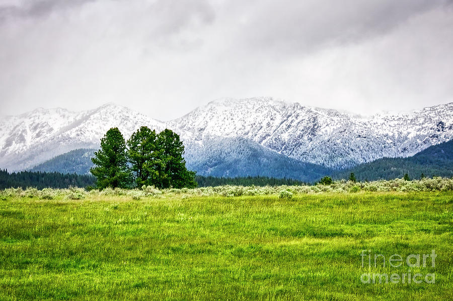 snow in the blue mountains -Elkhorn Range  Photograph by Bruce Block