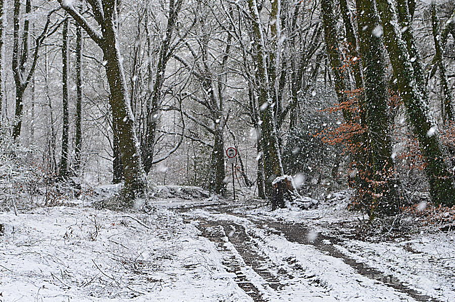 Snow in the Woods Photograph by Andy Thompson