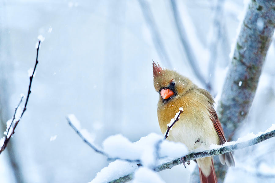 Cardinal in Virginia Snow Photograph by Rachel Morrison