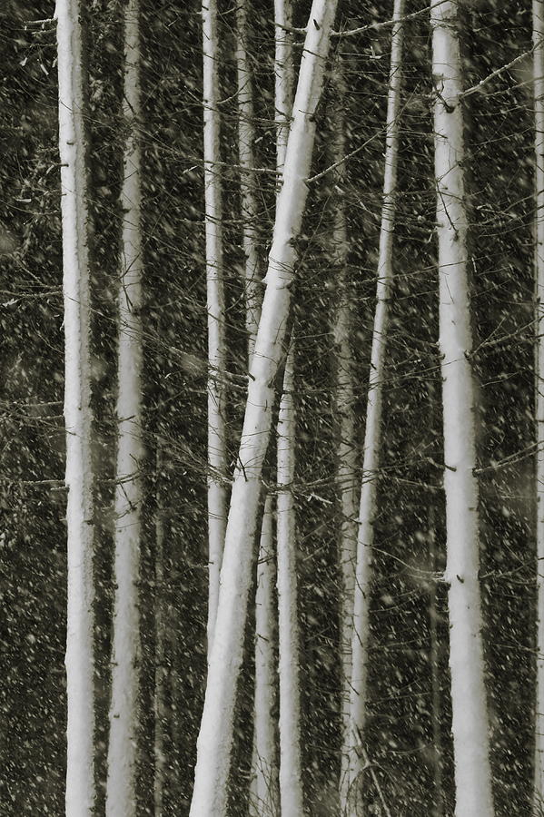 Snow Is Falling In A Softwood Forest - Sepia Photograph