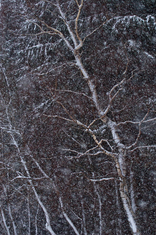 Snow Is Falling On Birch Trees In A Winter Forest Photograph