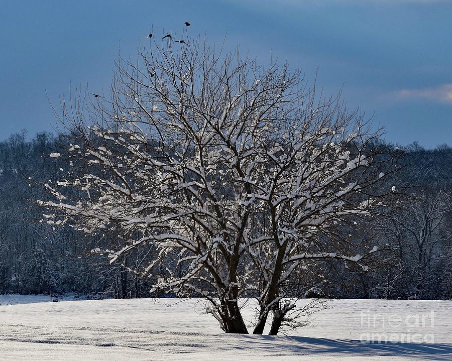 Snow Laden Tree Photograph