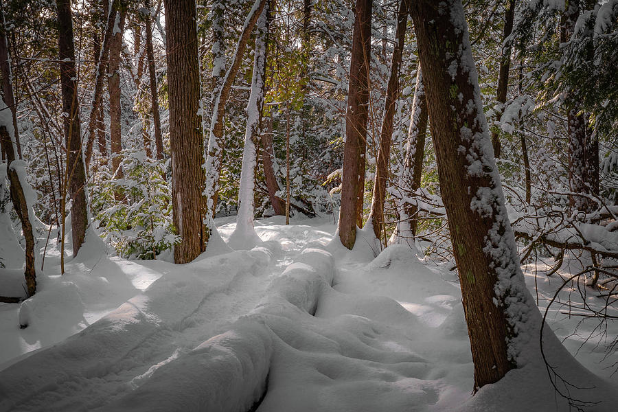 Snow Laden Woods Photograph by David Heilman