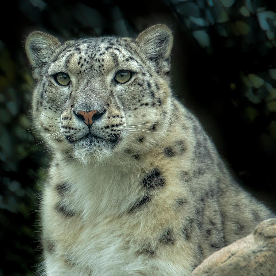 Snow Leopard 1 Photograph by Catherine Reading