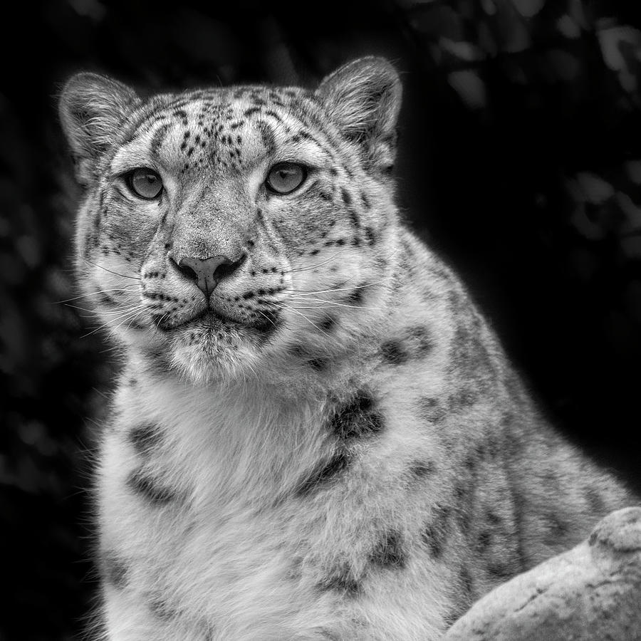 Snow Leopard 2 Photograph by Catherine Reading
