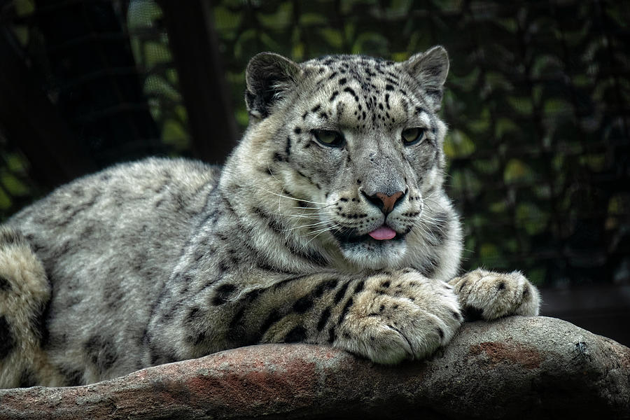 Snow Leopard 3 Photograph by Catherine Reading