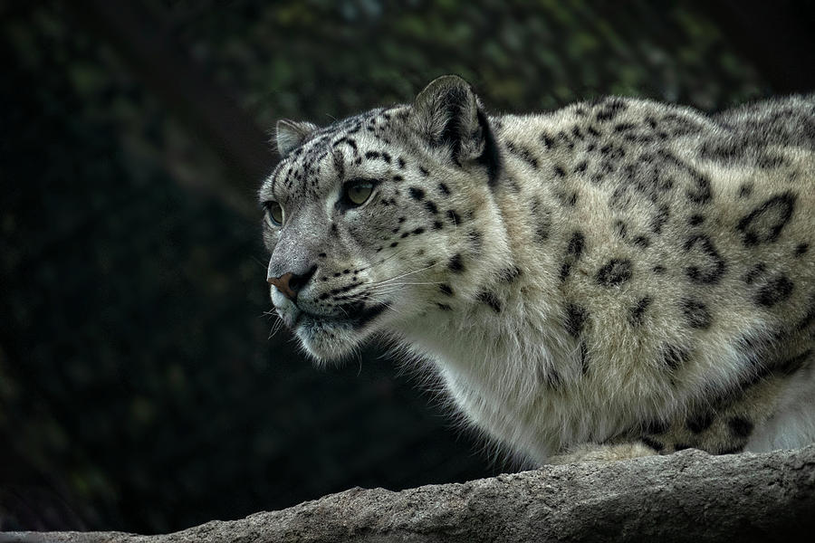 Snow Leopard 4 Photograph by Catherine Reading