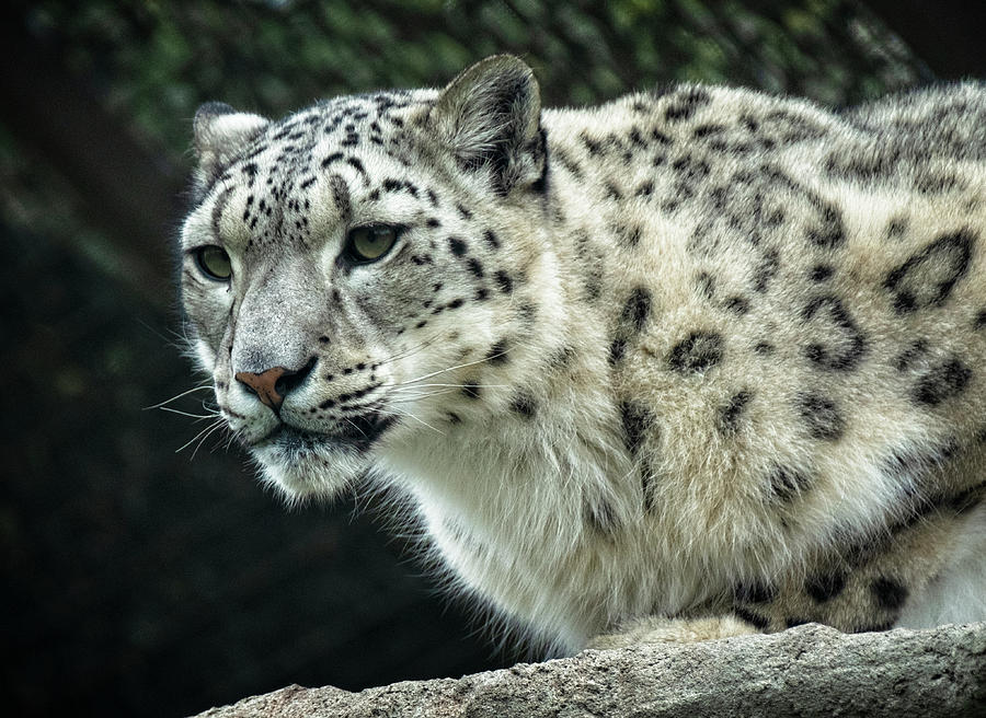 Snow Leopard 5 Photograph by Catherine Reading