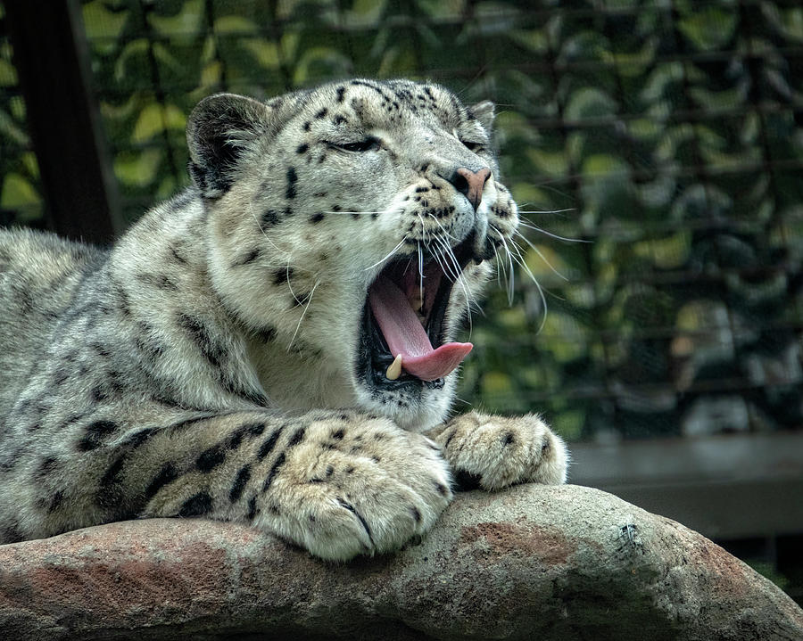 Snow Leopard 6 Photograph by Catherine Reading