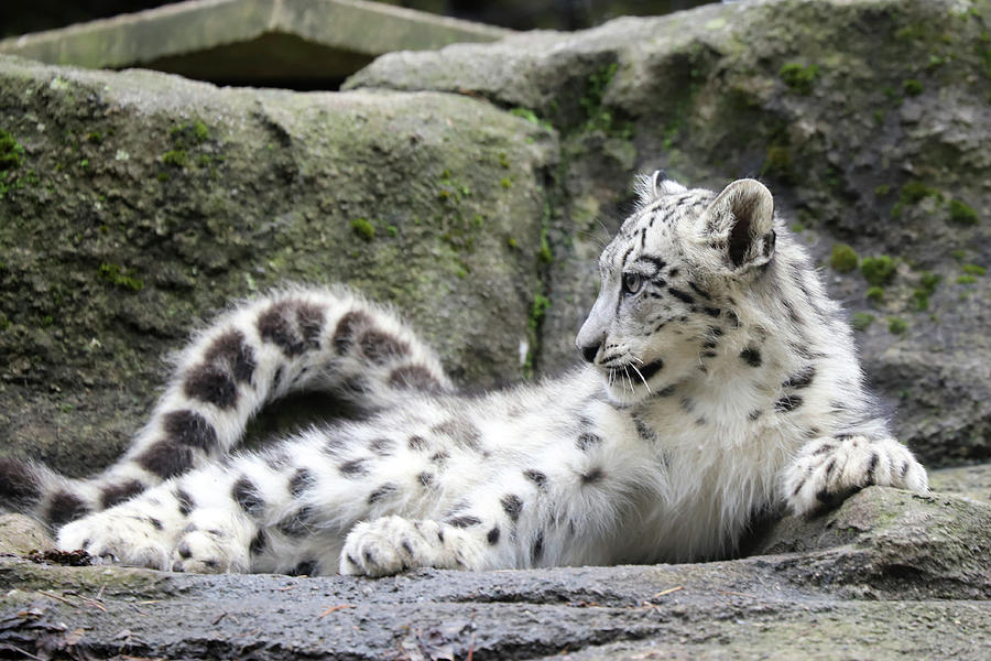 Snow Leopard 6 Photograph by David Stasiak