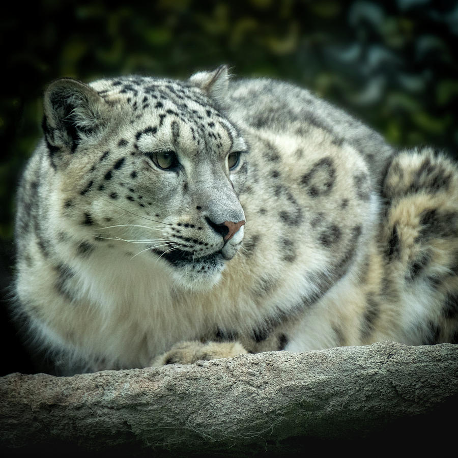 Snow Leopard 7 Photograph by Catherine Reading
