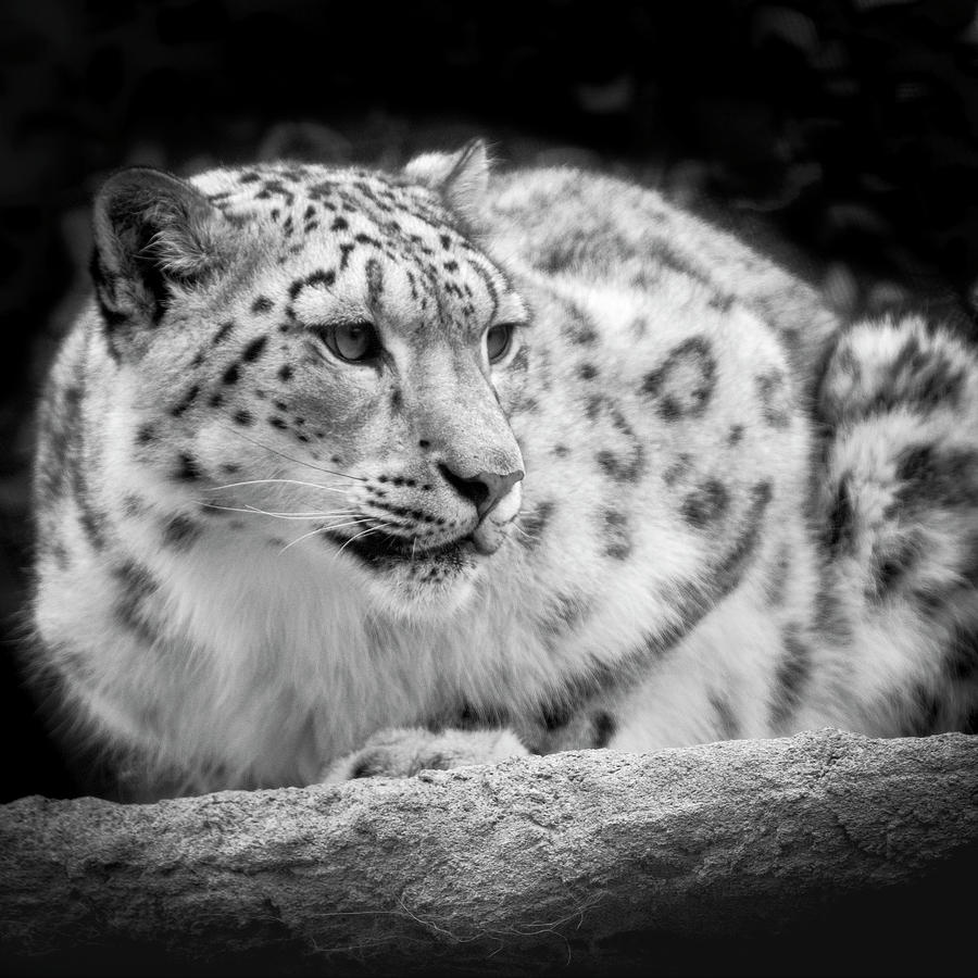 Snow Leopard 8 Photograph by Catherine Reading - Fine Art America