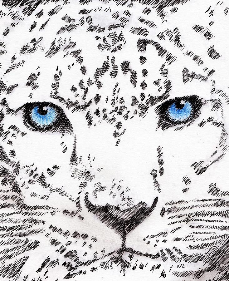 Snow Leopard Drawing by Al Intindola