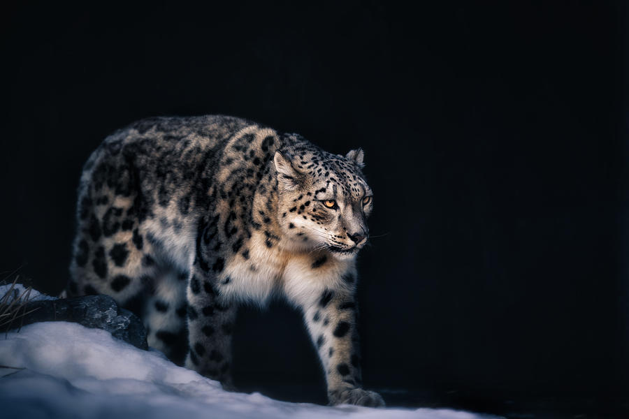 Wildlife Photograph - Snow Leopard by Alex Zhao