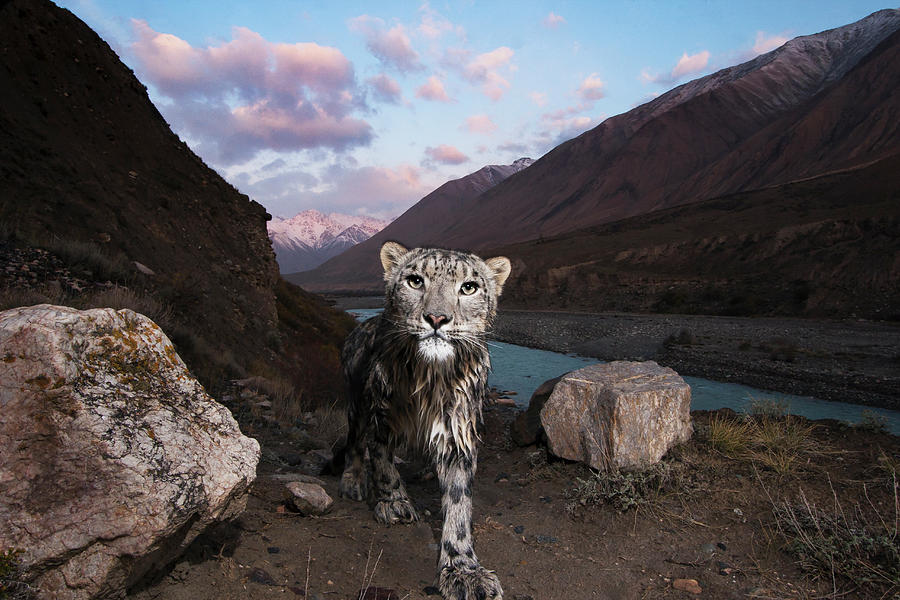 Snow Leopard Along Uchkul River, Kyrgyzstan Photograph by Sebastian Kennerknecht