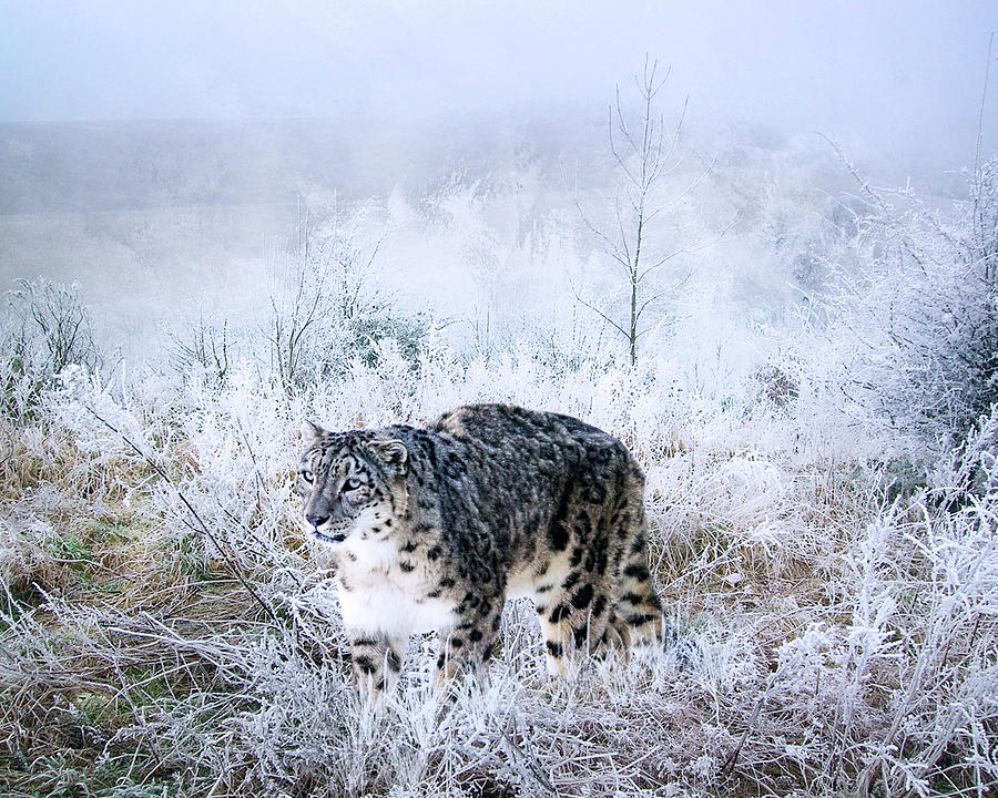 Winter Mixed Media - Snow Leopard by Ata Alishahi