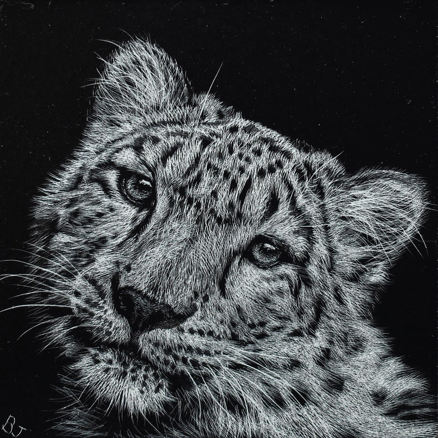 Snow Leopard Drawing by Brittany Johnson Fine Art America