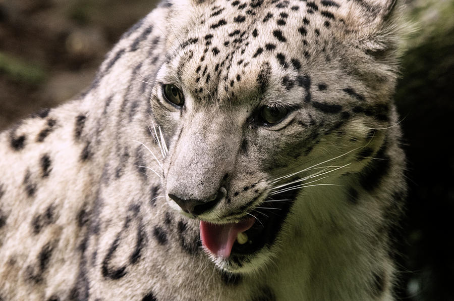 Animal Photograph - Snow Leopard Brz 17 1 by Robert Michaud