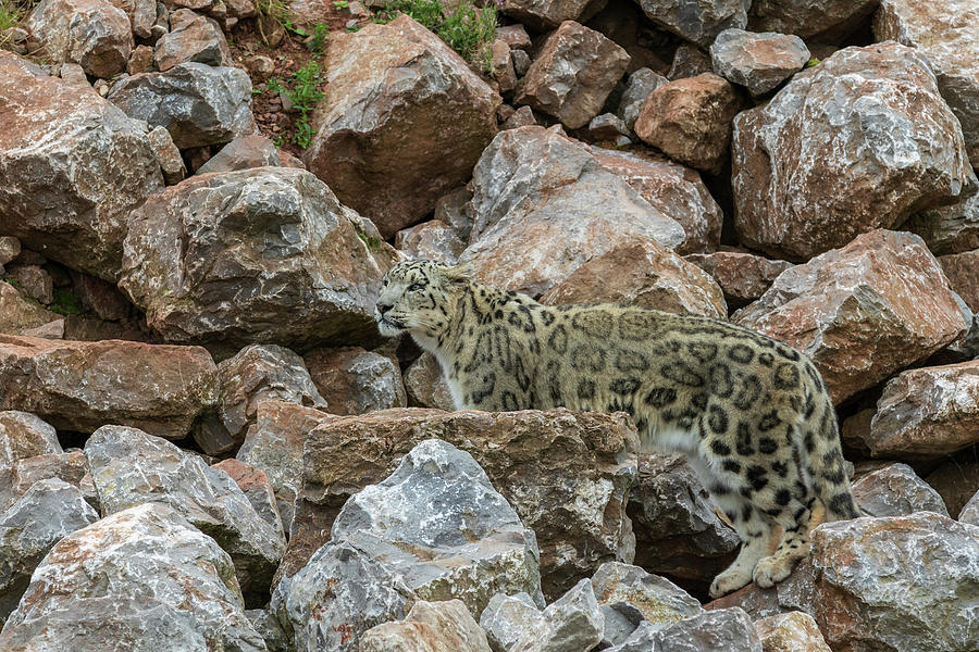 Snow leopard Photograph by Chris Smith