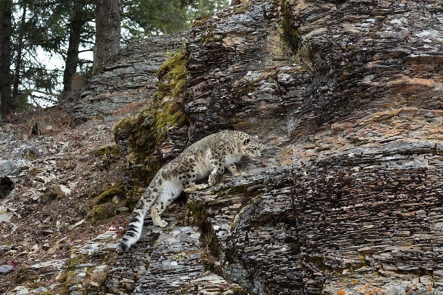Snow Leopard Climbing Up Rock Face Photograph By June Jacobsen
