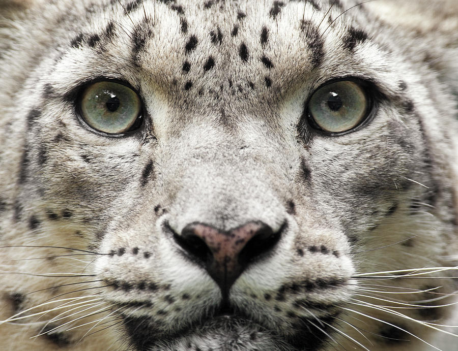 Snow Leopard Close Up Uncia Unc Photograph by Andyworks